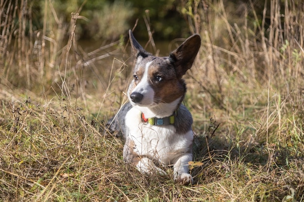 Retrato de corgi en pasto seco de otoño