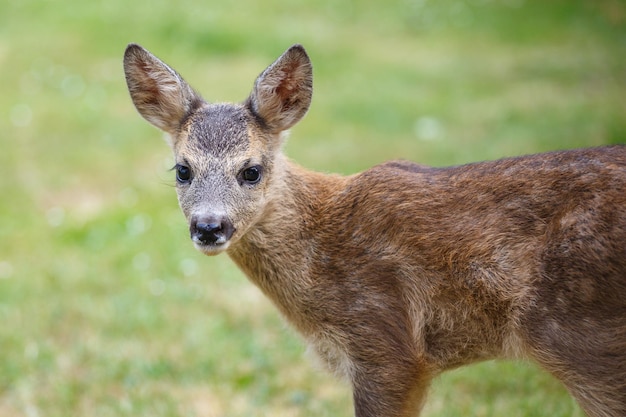 Retrato de corzo cervatillo Capreolus capreolus joven corzo salvaje cervatillo joven animal salvaje