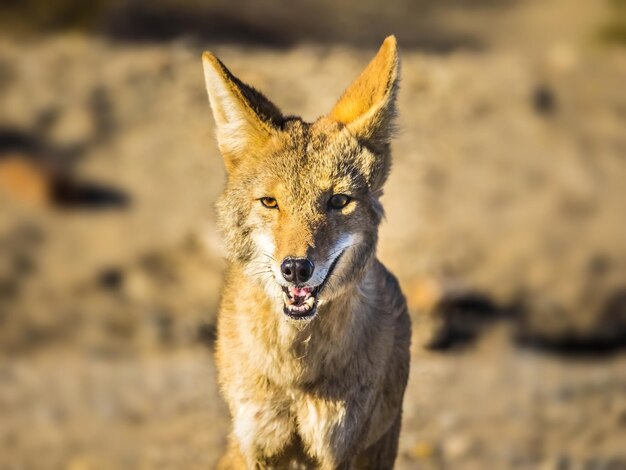 Foto retrato de un coyote en el campo