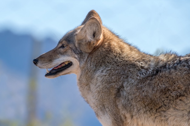 Retrato de un coyote, vista lateral o perfil