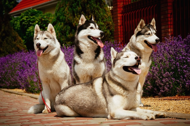 Retrato de cuatro husky siberiano