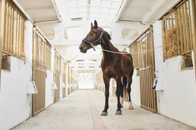 Foto retrato de cuerpo entero de caballo de pura raza fuerte en establo
