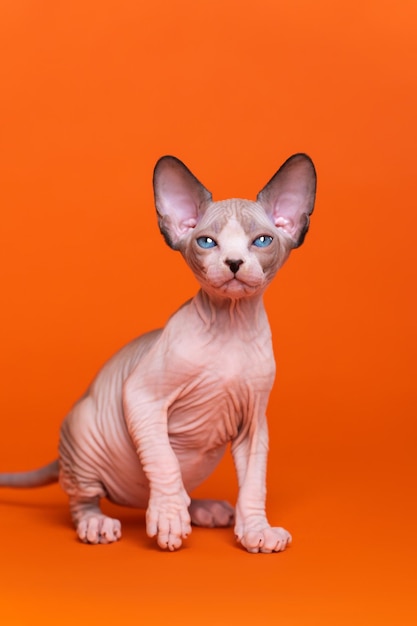 Retrato de cuerpo entero de Canadian Sphynx Cat de visón de foca y color blanco sentado fondo naranja