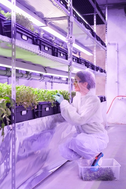 Retrato de cuerpo entero de mujer ingeniero agrícola examinando plantas en invernadero de vivero iluminado por luz azul, espacio de copia