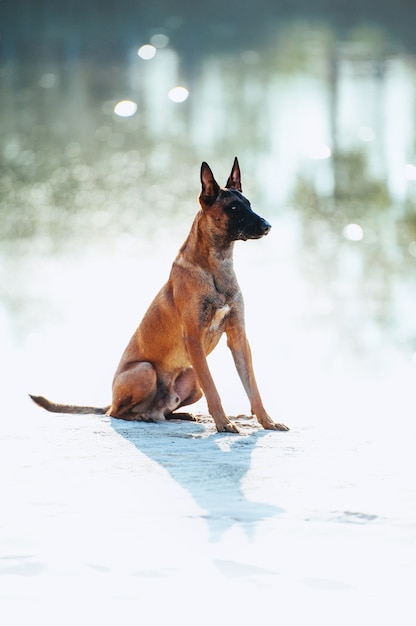 Retrato de cuerpo entero de un perro de raza Malinois. El perro se sienta en la playa de arena blanca sobre un fondo de resplandor del agua