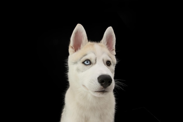 Retrato curioso cachorro de perro husky mirando hacia otro lado aislado sobre fondo negro