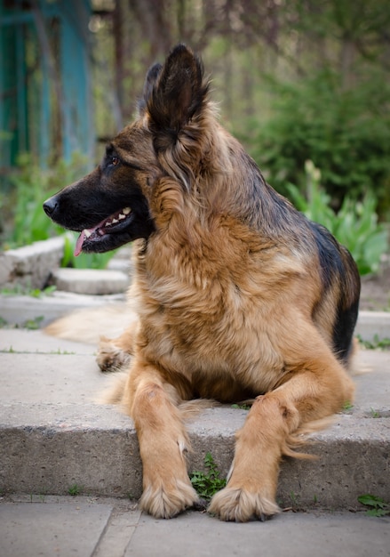 Retrato de un curioso perro pastor alemán perro de pura raza tendido en un patio