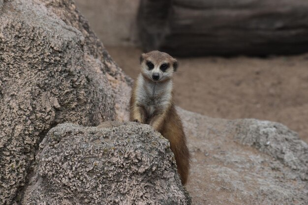 retrato de un curioso suricata