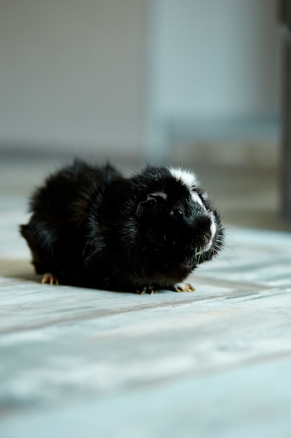 Retrato de cuy negro o cavy en interiores.