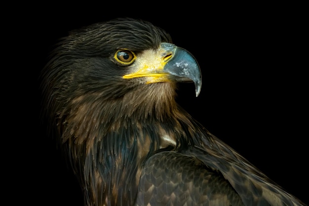Retrato da águia marinha Haliaeetus albicilla