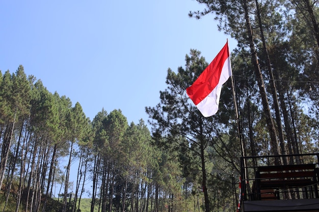 Retrato da bandeira da Indonésia na floresta de pinheiros em alta montanha