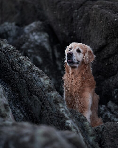 Retrato da beleza com cachorro retriever dourado olhando para longe