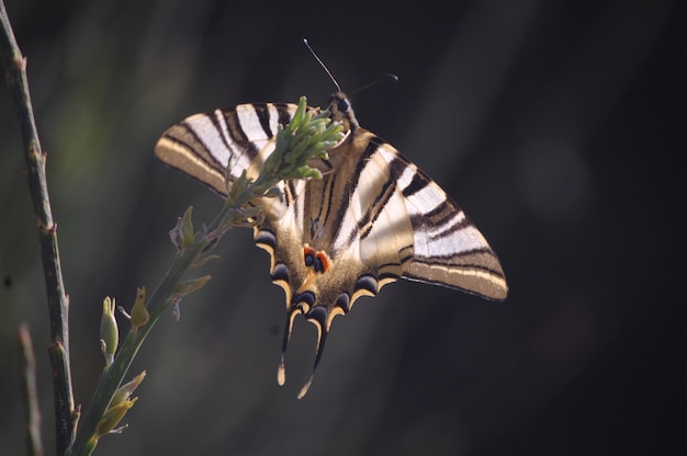 Retrato da borboleta Iphiclides podalirius na natureza