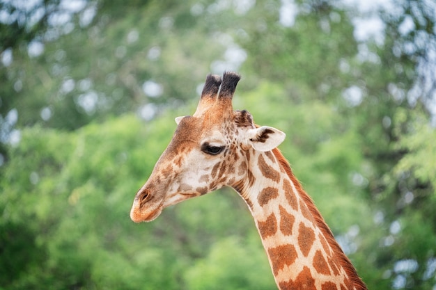 Retrato da cabeça da girafa sul-africana com pescoço comprido e olhos grandes na savana africana