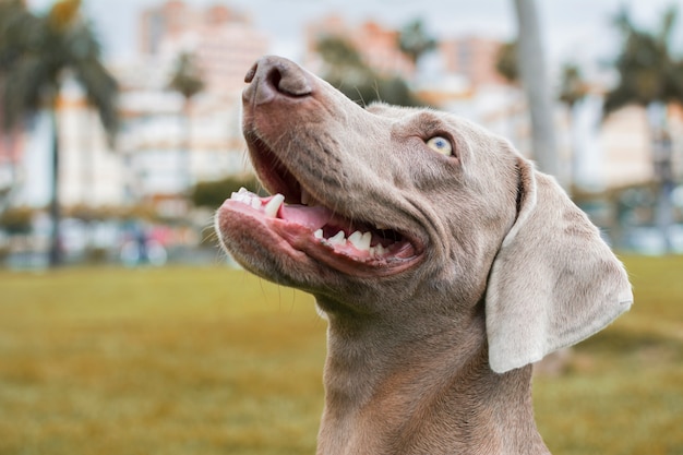 Retrato da cabeça de um cão da raça Weimaraner, olhando satisfeito.