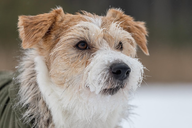 Retrato da cabeça de um Jack Russell Terrier em um boné verde com protetores de orelha Snowing Dog na floresta no inverno Fundo para a inscrição