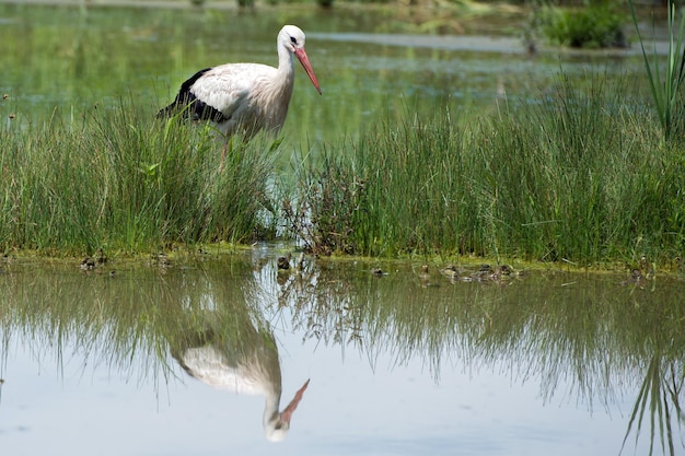 Retrato da cegonha ao refletir na água do pântano