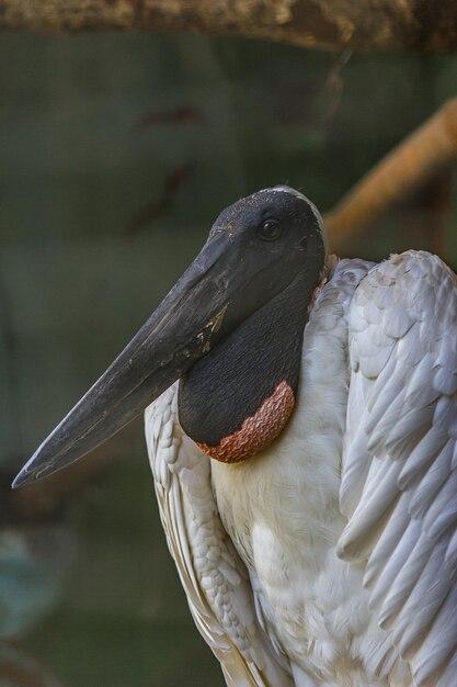 Foto retrato da cegonha brasileira yabiru jabiru j mycteria