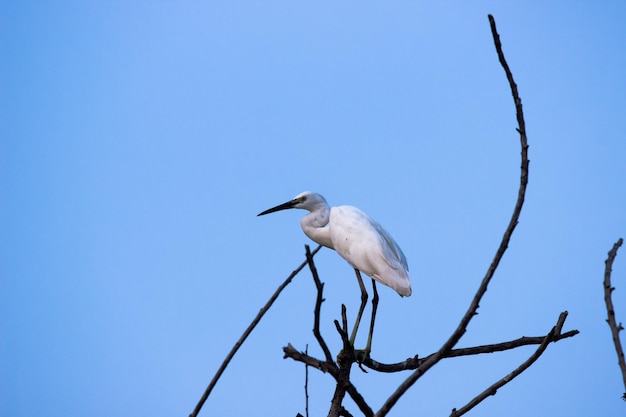 Retrato da garça-vaqueira na árvore contra o céu azul ao fundo