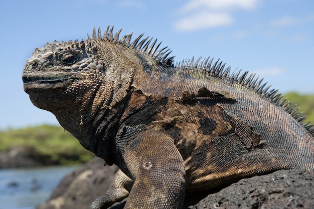 Retrato da iguana marinha na natureza