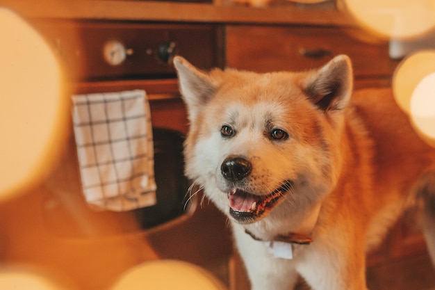 Retrato da raça de cachorro alegre feliz japonês akita inu com gravata borboleta no alojamento decorado de natal