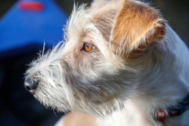 Retrato da raça de cães Jack Russell Terrier Lindo borrão amarelo fundo de outono