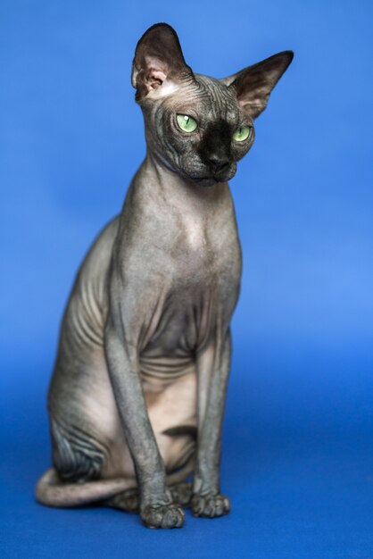 retrato da raça de gato esfinge canadense conhecida por não ter pele de gato sem pêlo em fundo azul