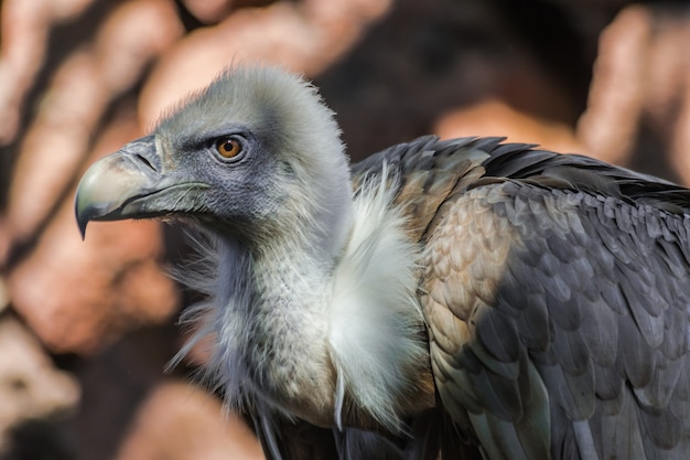 retrato de abutre-grifo (Gyps fulvus)