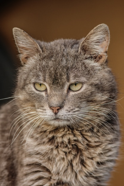 Retrato, de, adorável, cinzento, gatinho