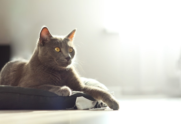 Retrato de adorável fofo gato cinza fofo luying no chão de sua cama em fundo de casa aconchegante. Gato azul russo. Vida doméstica com animal de estimação.