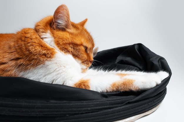 Retrato de adorável gato vermelho e branco engraçado relaxando no refletor de estúdio preto