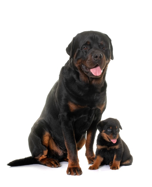 Retrato de adulto e filhote de rottweiler