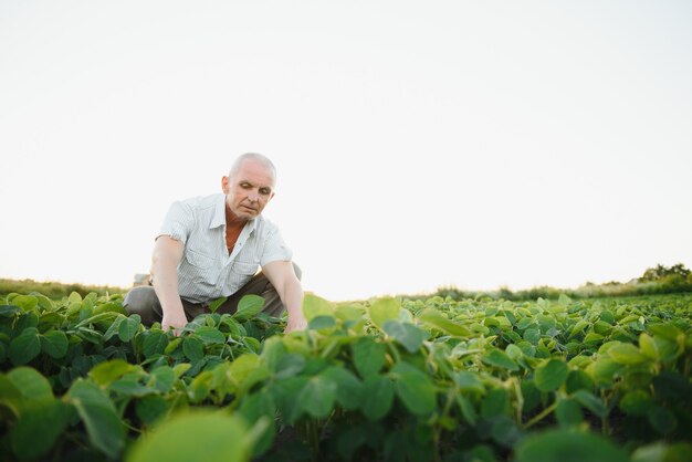 Foto retrato de agricultor em campo de soja examinando safra ao pôr do sol