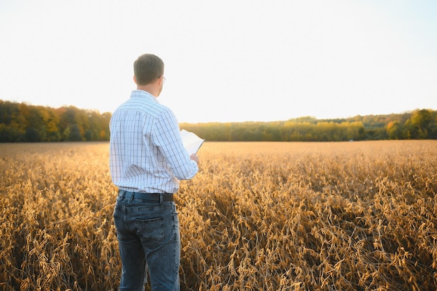 Retrato de agricultor em pé no campo de soja examinando a colheita ao pôr do sol