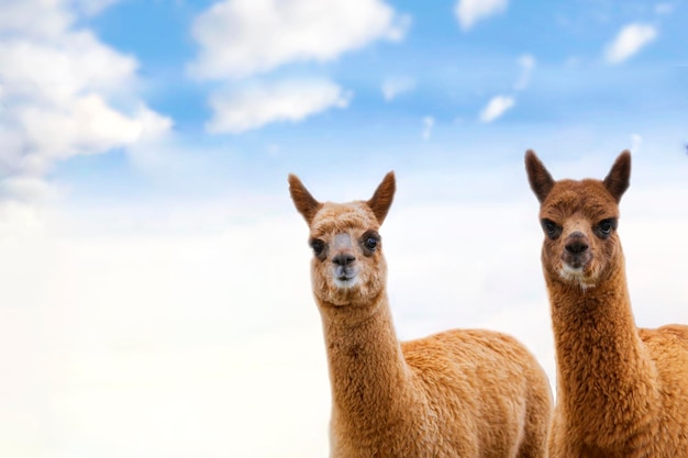 Retrato de alpacas no fundo do espaço de cópia do conceito engraçado camelídeo sul-americano do céu azul