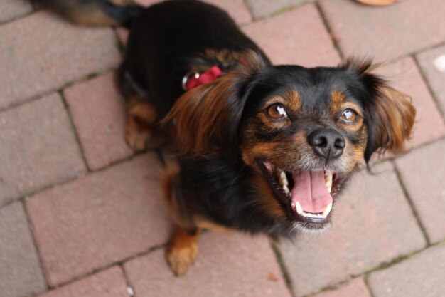 Retrato de alto ângulo de cão em uma trilha