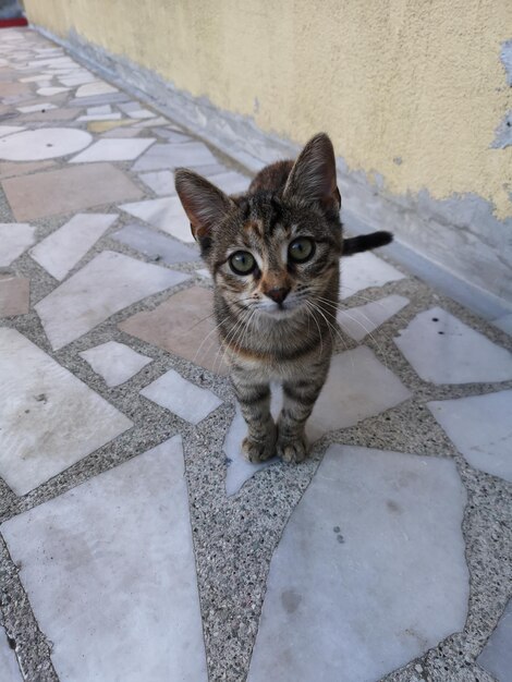 Foto retrato de alto ângulo de gato em uma calçada