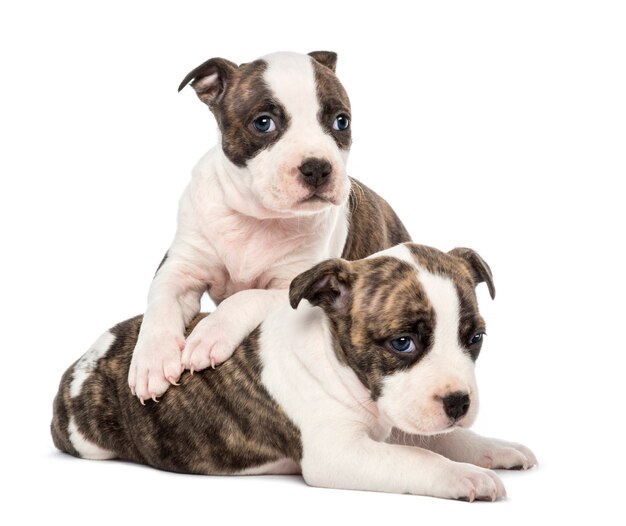 Retrato de american staffordshire terrier cachorrinho deitado, contra um fundo branco