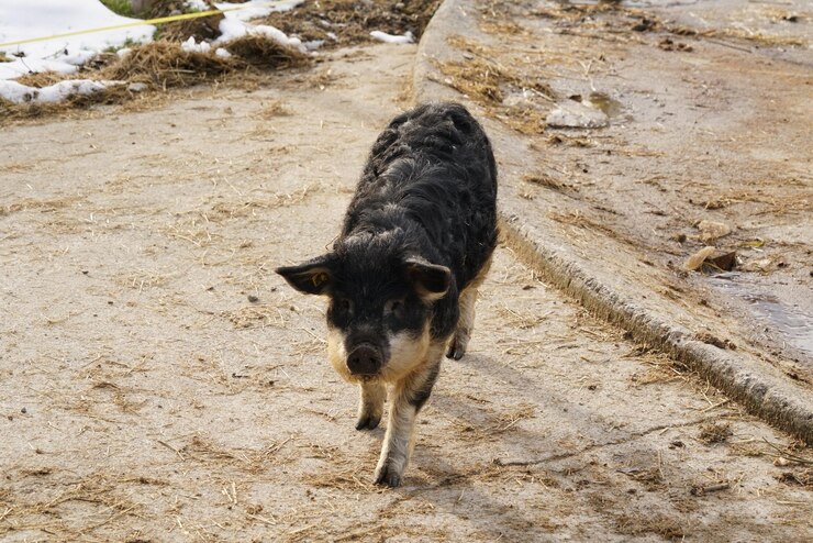 Foto retrato de ângulo alto de cão preto em terra