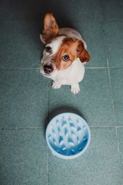 Retrato de ângulo alto de cão sentado no chão