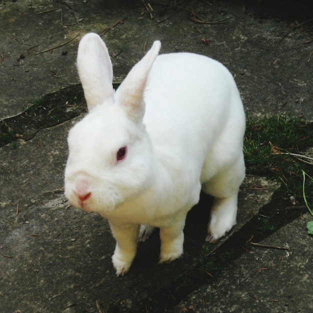 Retrato de ângulo alto de coelho branco no quintal