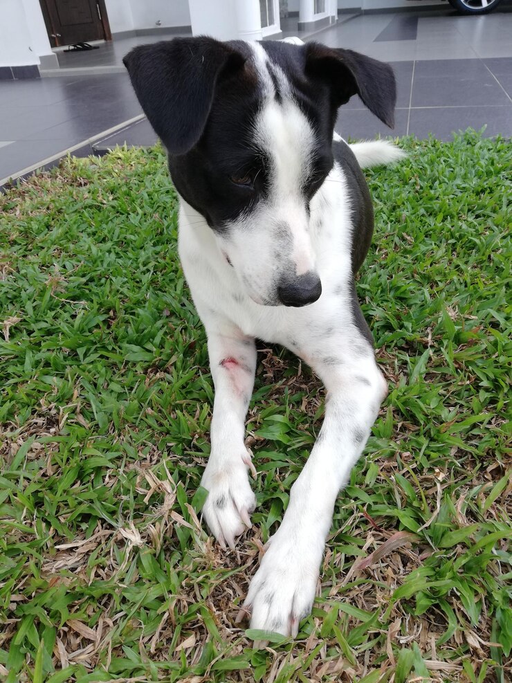 Foto retrato de ângulo alto de um cachorro de pé na grama