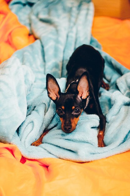 Retrato de ângulo alto de um cão relaxando na cama em casa