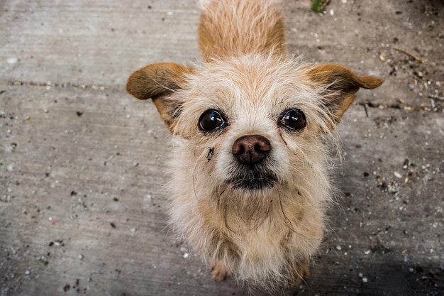 Retrato de ângulo alto de um cão vagabundo em uma calçada