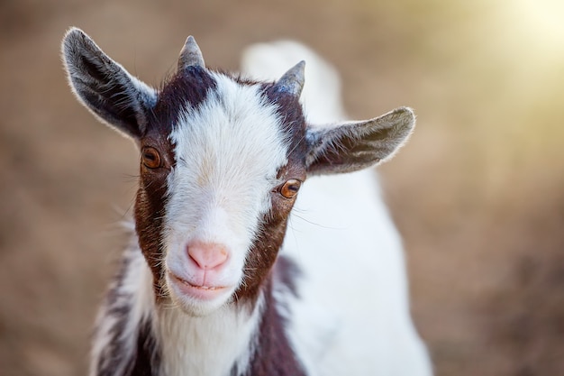 Retrato de animal bonito cabra Camarões olhando com luz solar