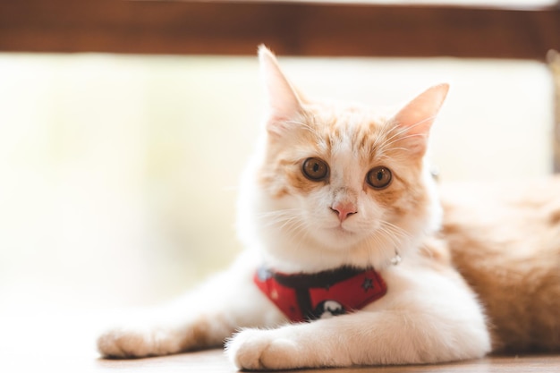 Retrato de animal de estimação de gato marrom fofo no café de mesa lindo gatinho de pele branca mamífero conceito de fundo animal adorável rosto fofo e lindo olho malhado