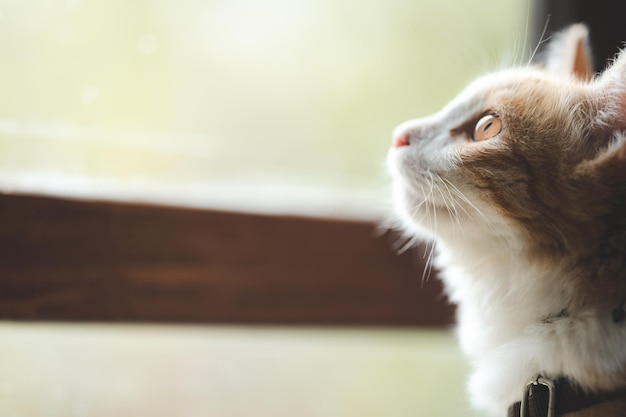 Retrato de animal de estimação de gato marrom fofo no café de mesa lindo gatinho de pele branca mamífero conceito de fundo animal adorável rosto fofo e lindo olho malhado