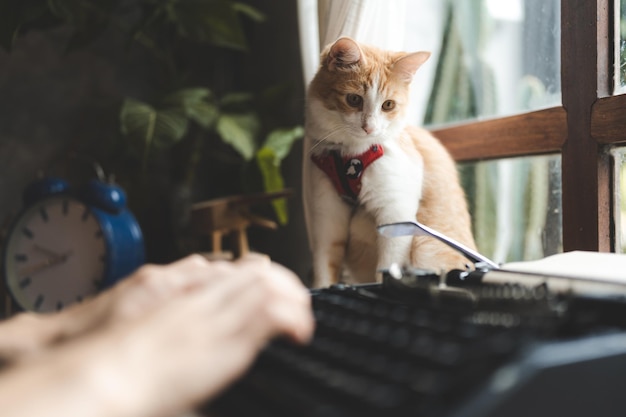 Retrato de animal de estimação de gato marrom fofo no café de mesa lindo gatinho de pele branca mamífero conceito de fundo animal adorável rosto fofo e lindo olho malhado