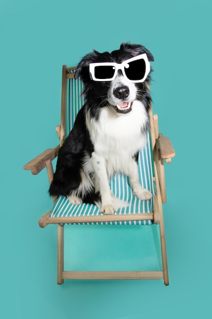 Foto retrato de animal de estimação de verão cão border collie sentado em uma cadeira de praia com rosto de expressão feliz e usando óculos escuros isolado em fundo azul