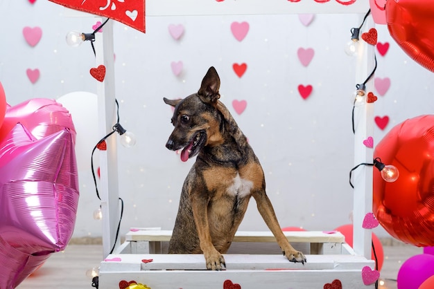 Retrato de animal de estimação em uma cabine de beijo Retrato de estúdio de cachorro com balões e corações